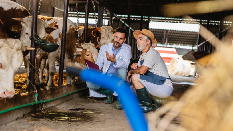 Confinamento Bovino no Brasil: Como Dados e Tecnologia Estão Redefinindo a Eficiência no Agronegócio